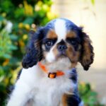Firenze-male-King-puppy-for-sale-1