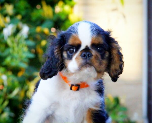 Firenze King Charles Spaniel Firenze King Charles Spaniel
