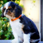 Firenze-male-King-puppy-for-sale-2