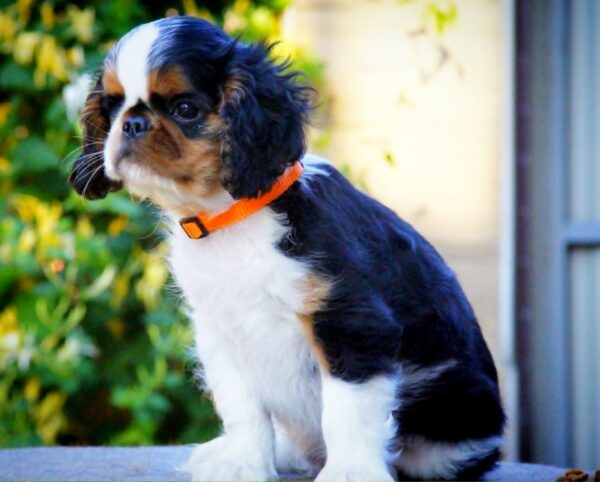 Firenze King Charles Spaniel Firenze King Charles Spaniel