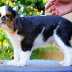 Firenze-male-King-puppy-for-sale-3