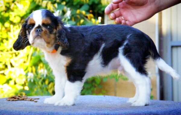 Firenze King Charles Spaniel Firenze King Charles Spaniel