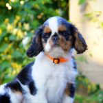 Firenze-male-King-puppy-for-sale-4
