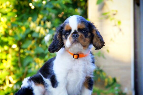 Firenze King Charles Spaniel Firenze King Charles Spaniel