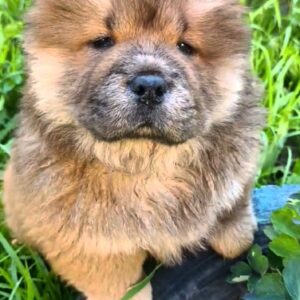 Flamelle Chow-Chow Flamelle Chow-Chow