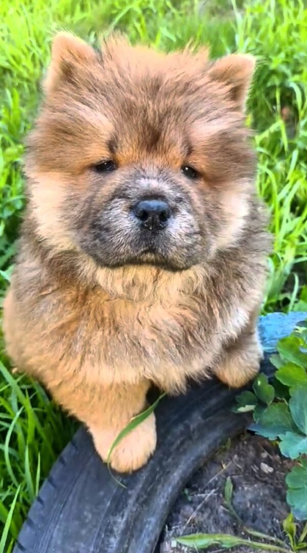 Flamelle Chow-Chow Flamelle Chow-Chow
