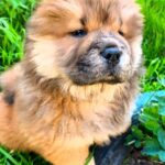 Flamelle-female-Chow-puppy-for sale-2