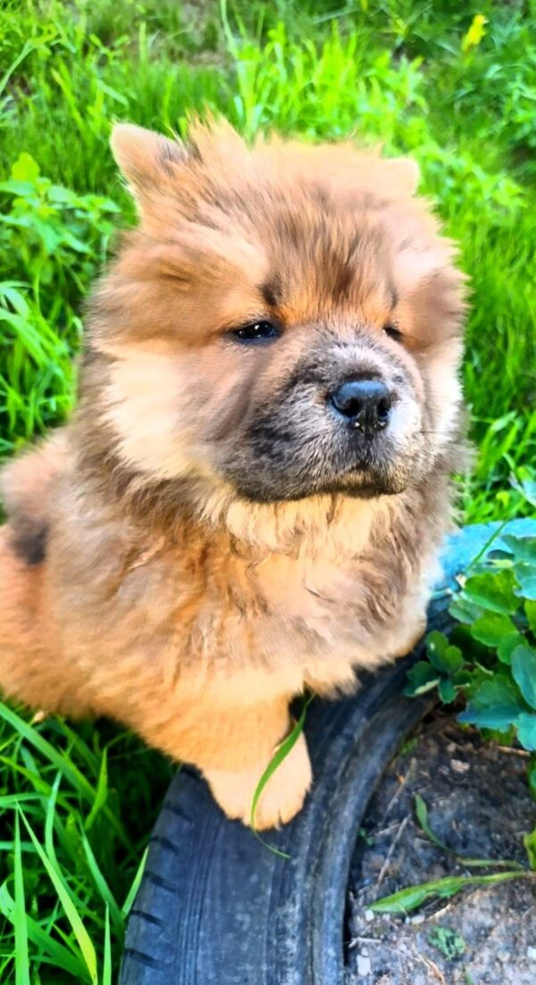 Flamelle Chow-Chow Flamelle Chow-Chow