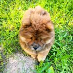 Flamelle-female-Chow-puppy-for sale-3