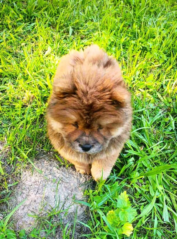 Flamelle Chow-Chow Flamelle Chow-Chow