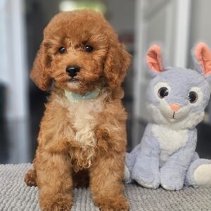 Flash Cavapoo Flash Cavapoo