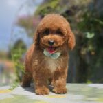 Flash-male-cavapoo-puppy-for-sale- (1)