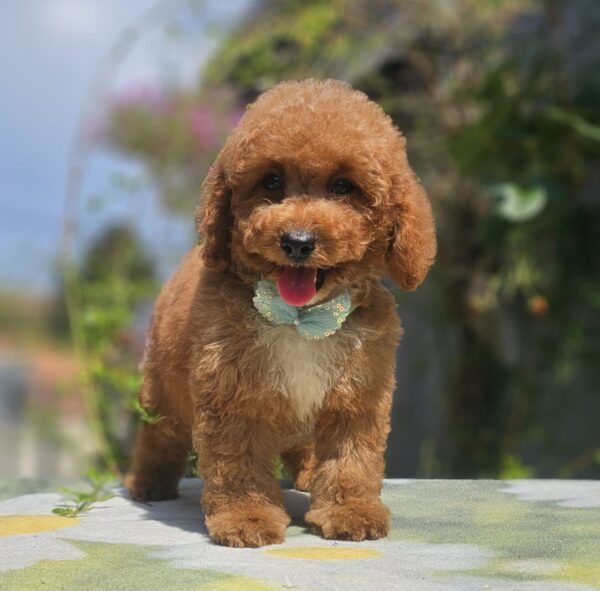 Flash Cavapoo Flash Cavapoo