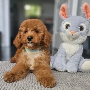 Flash Cavapoo Flash Cavapoo