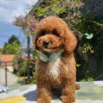 Flash-male-cavapoo-puppy-for-sale- (2)