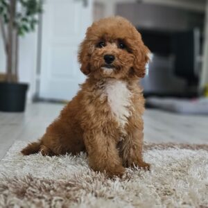 Flash Cavapoo Flash Cavapoo