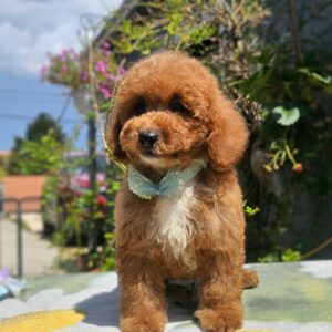 Flash Cavapoo Flash Cavapoo