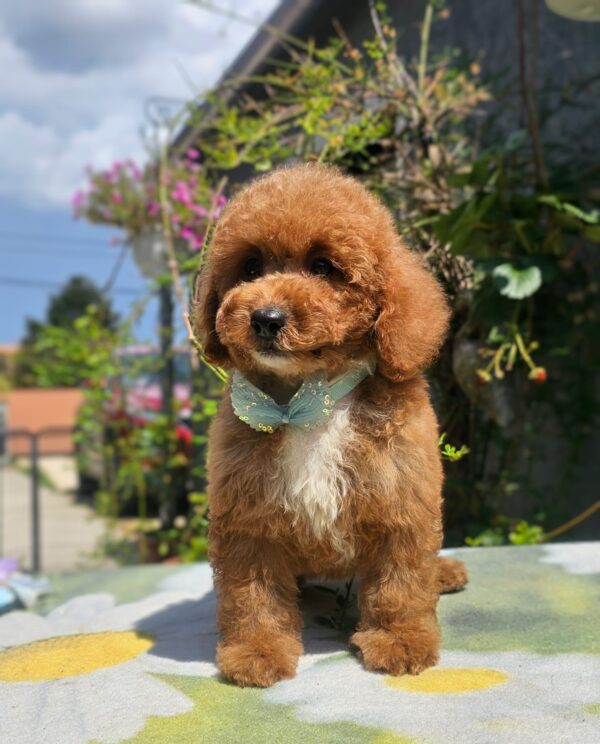 Flash Cavapoo Flash Cavapoo