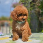 Flash-male-cavapoo-puppy-for-sale- (3)