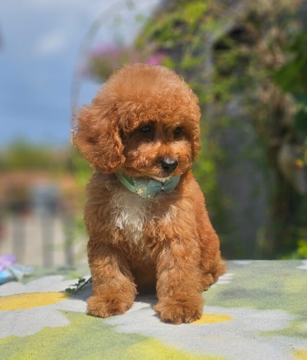 Flash Cavapoo Flash Cavapoo