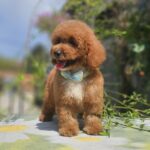 Flash-male-cavapoo-puppy-for-sale- (4)