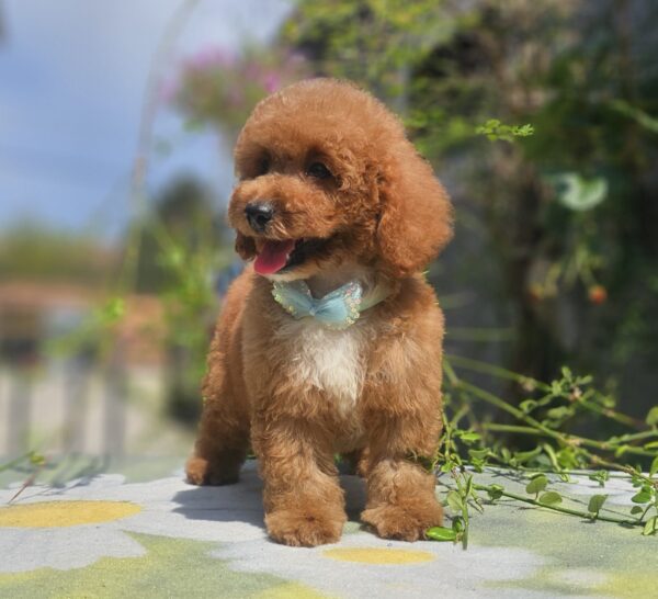Flash Cavapoo Flash Cavapoo