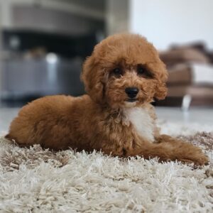 Flash Cavapoo Flash Cavapoo