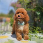 Flash-male-cavapoo-puppy-for-sale- (5)