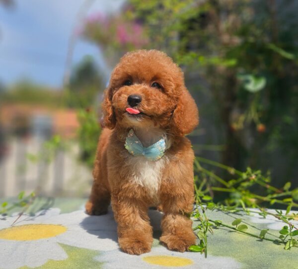 Flash Cavapoo Flash Cavapoo