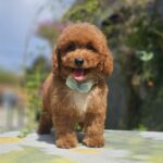 Flash-male-cavapoo-puppy-for-sale- (6)