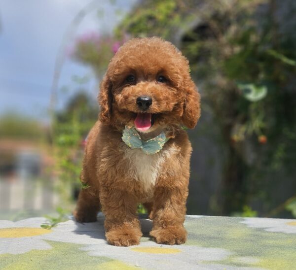 Flash Cavapoo Flash Cavapoo