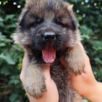 Flinka-female-German-Shephard-puppy-for-sale-1