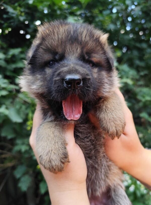 Flinka German Shepherd Flinka German Shepherd