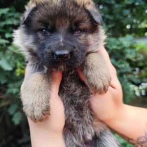 Flinka German Shepherd Flinka German Shepherd