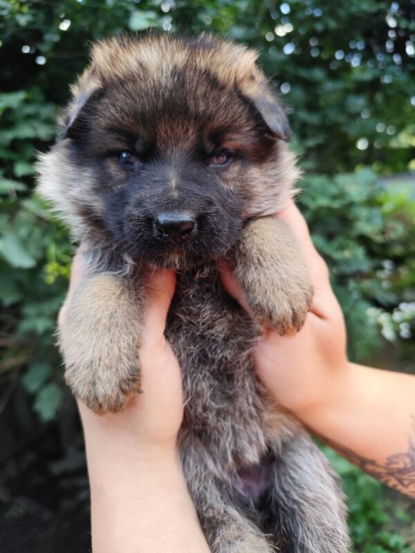 Flinka German Shepherd Flinka German Shepherd
