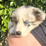 Flora-female-Border-Collie-puppy-for-sale-1