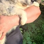 Flora-female-Border-Collie-puppy-for-sale-2
