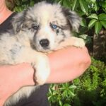 Flora-female-Border-Collie-puppy-for-sale-3