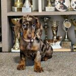 Freckles-female-Dachshund-puppy-for-sale (1)