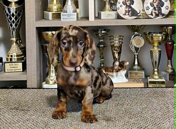Freckles Dachshund Freckles Dachshund