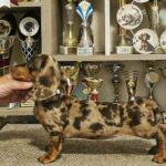 Freckles-female-Dachshund-puppy-for-sale (2)