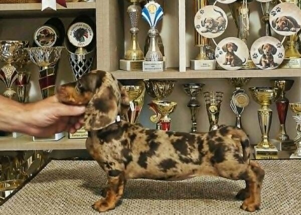 Freckles Dachshund Freckles Dachshund