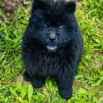 Freesia-female-Chow-puppy-for sale-1