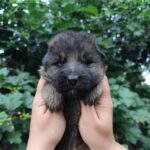 Freya-female-German-Shephard-puppy-for-sale-1