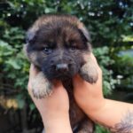 Freya-female-German-Shephard-puppy-for-sale-2