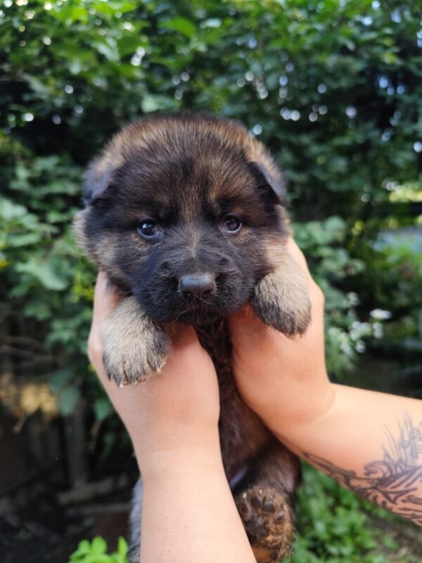 Freya German Shepherd Freya German Shepherd