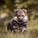 Frieda-female-german-shepherd-for-sale-1 (1)