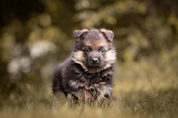 Frieda German Shepherd Is NewDoggy.com Reputable?