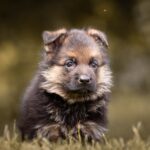 Frieda-female-german-shepherd-for-sale-2