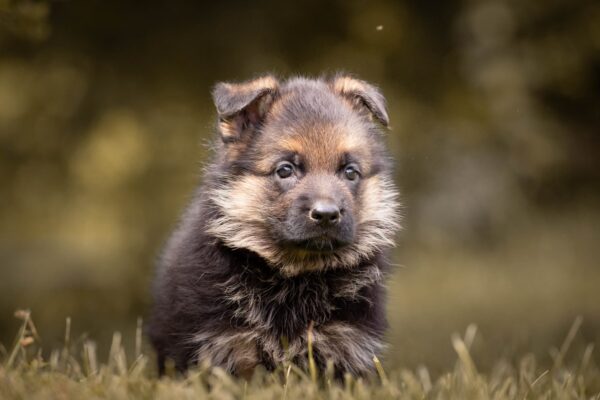 Frieda German Shepherd Frieda German Shepherd